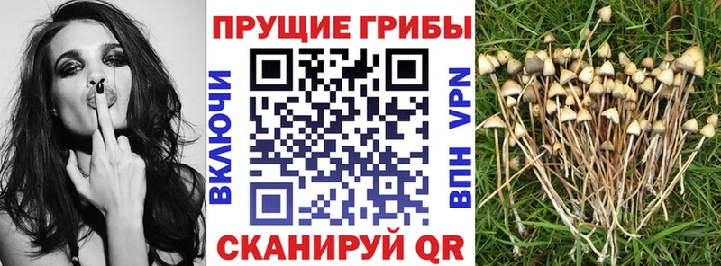 сколько стоит  Очёр  mega   Псилоцибиновые грибы ЛСД 